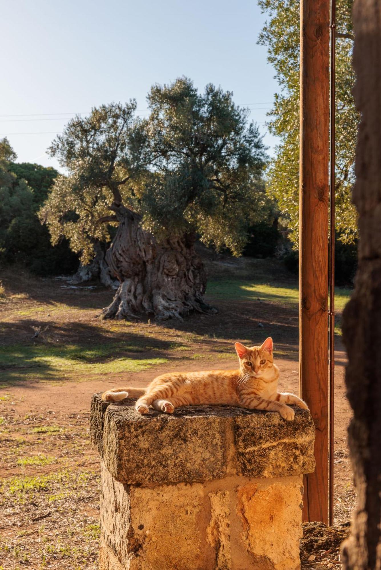Masseria Brigantino Torre Canne Buitenkant foto