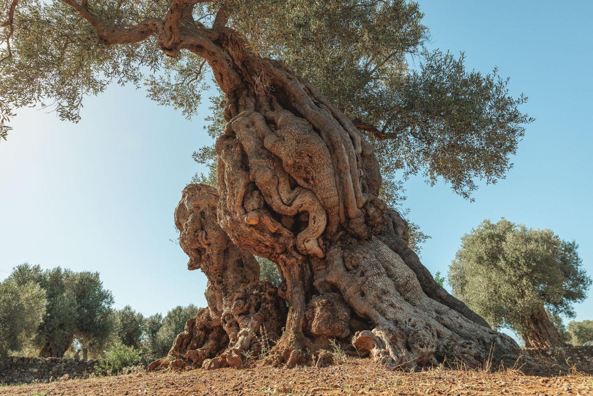 Masseria Brigantino Torre Canne Buitenkant foto