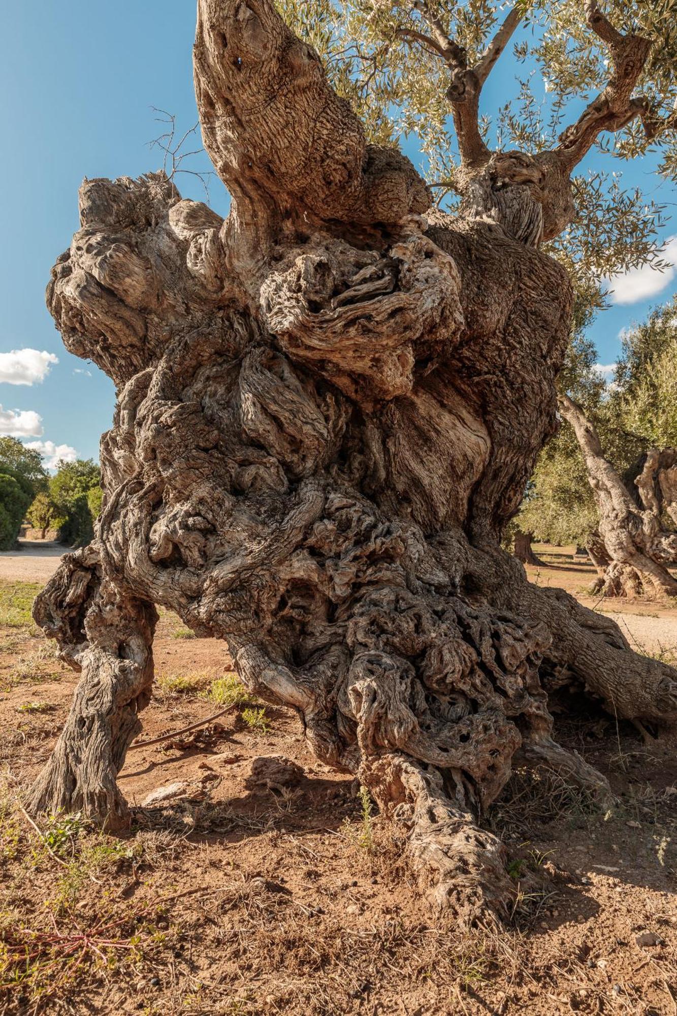 Masseria Brigantino Torre Canne Buitenkant foto